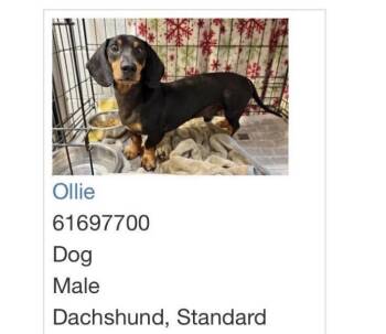 Ollie -  Dachshund Dog for Adoption in Winter, Wisconsin - Ollie | PetCurious