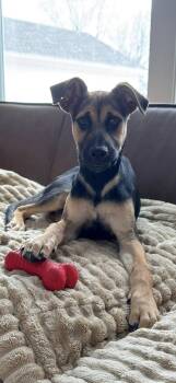 Shepherd Dogs Available for Adoption - Duncan | PetCurious