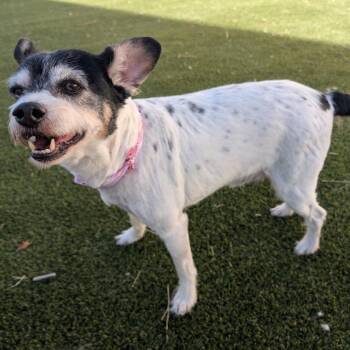 Terrier and Mixed Breed Dogs Available for Adoption in Spring Hill, Kansas - Neville | PetCurious