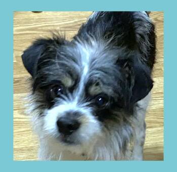 Terrier Dogs Available for Adoption in Lake Geneva, Wisconsin - Buster | PetCurious