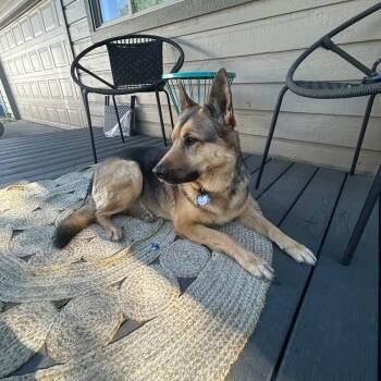 Luna -  German Shepherd Dog Dog for Adoption in Powell Butte, Oregon - Luna | PetCurious