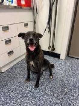 Phoenix -  Plott Hound and Labrador Retriever Dog for Adoption in Newport, Kentucky - Phoenix | PetCurious