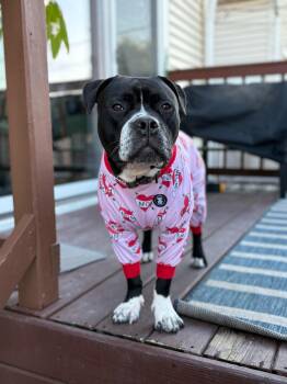 Rescue Pit Bull Terrier Dogs for Adoption in Crete, Illinois - Junior | PetCurious