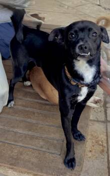 Rescue Rat Terrier Dogs for Adoption in Richmond, Texas - Emoji (Susans) | PetCurious