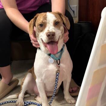 Buddy -  Cattle Dog and Mixed Breed Dog for Adoption in Galax, Virginia - Buddy | PetCurious