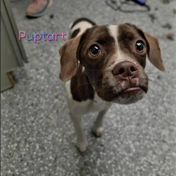 Puptart -  Boston Terrier and Mixed Breed Dog for Adoption in Parkersburg, West Virginia - Puptart | PetCurious