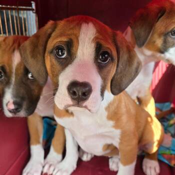 Mixed Breed Dogs Available for Adoption - East | PetCurious