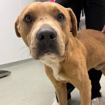 Emmett -  Pit Bull Terrier and Mixed Breed Dog for Adoption in Abilene, Texas - Emmett | PetCurious