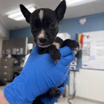 Mixed Breed Dogs Available for Adoption in Indianapolis, Indiana - Wilson | PetCurious