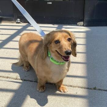 Sadie -  Dachshund Dog for Adoption in Cheyenne, Wyoming - Sadie | PetCurious