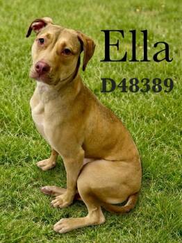 Mixed Breed Dogs Available for Adoption - Ella | PetCurious