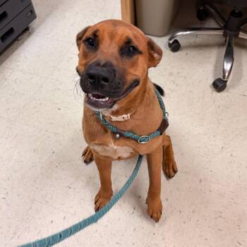 Bojangles -  Black Mouth Cur and Mixed Breed Dog for Adoption in Franklin, North Carolina - Bojangles | PetCurious