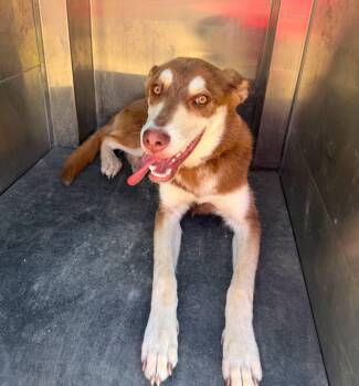 Macchi -  Husky Dog for Adoption in Rowlett, Texas - Macchi | PetCurious