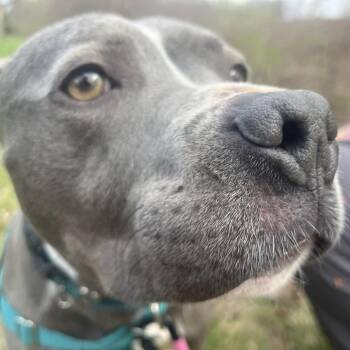 Storm -  Mixed Breed Dog Available for Adoption in Fairport, New York - Storm | PetCurious