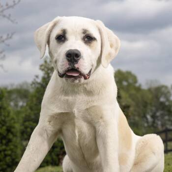 Mixed Breed Dogs Available for Adoption in Franklin, Tennessee - Nebula | PetCurious