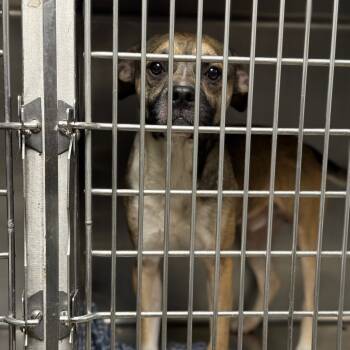 Rescue Pit Bull Terrier Dogs for Adoption in Fort Smith, Arkansas - Ed (Gein) | PetCurious