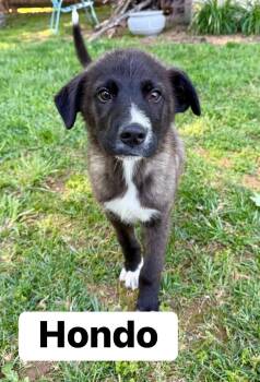 Mixed Breed Dogs Available for Adoption in Lexington, Kentucky - Hondo  | PetCurious