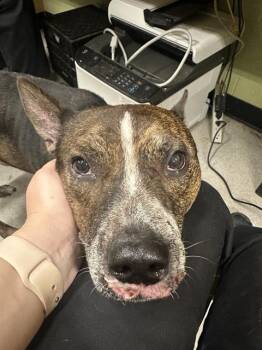 Rescue Australian Cattle Dog Blue Heeler and Mixed Breed Dogs for Adoption in Indianapolis, Indiana - BUDDY EARNHART | PetCurious