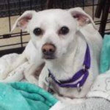Buddy--AKA Tango -  Chihuahua Dog for Adoption in Green Valley, Arizona - Buddy--AKA Tango | PetCurious