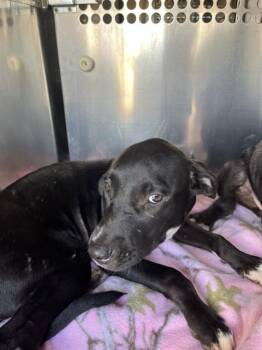 A478927 -  Terrier and Mixed Breed Dog for Adoption in Oklahoma City, Oklahoma - A478927 | PetCurious