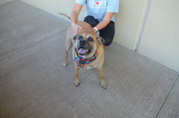 Rescue Black Mouth Cur Dogs for Adoption in Mckinney, Texas - Coven | PetCurious