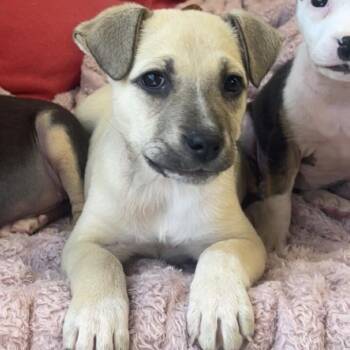 Mixed Breed Dogs Available for Adoption in Roanoke, Virginia - Enoki | PetCurious