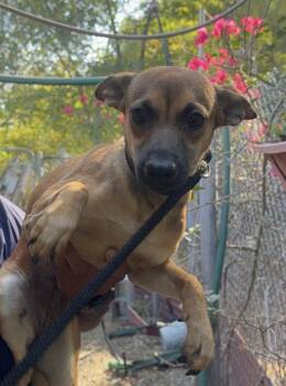 Gabby -  Chihuahua and Terrier Dog for Adoption in New York, New York - Gabby | PetCurious