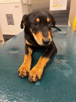 Nox -  Mixed Breed Dog for Adoption in Mobile, Alabama - Nox | PetCurious