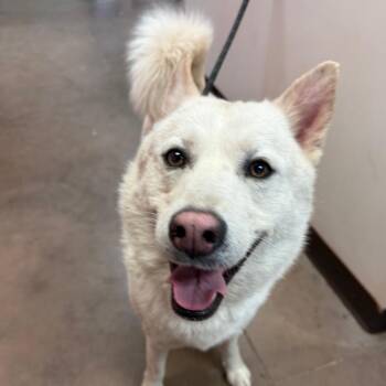 Husky and Mixed Breed Dogs Available for Adoption in Flagstaff, Arizona - Bolt | PetCurious