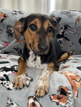 Ruby -  Beagle and Australian Cattle Dog Blue Heeler Dog for Adoption in Attalla, Alabama - Ruby | PetCurious