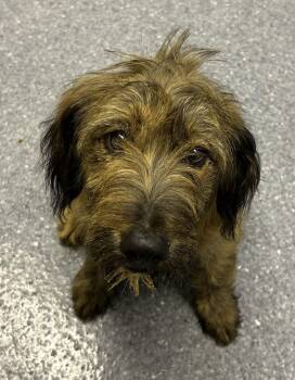 Pocahontas -  Poodle and Terrier Dog for Adoption in Sparta, Illinois - Pocahontas | PetCurious