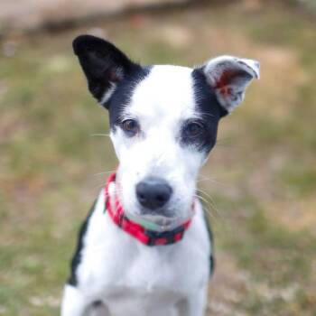 Mixed Breed Dogs Available for Adoption in Dover, New Hampshire - Honeybunch | PetCurious