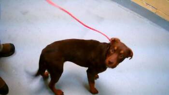 Pit Bull Terrier and Mixed Breed Dogs Available for Adoption in Tulsa, Oklahoma - VIENNA | PetCurious