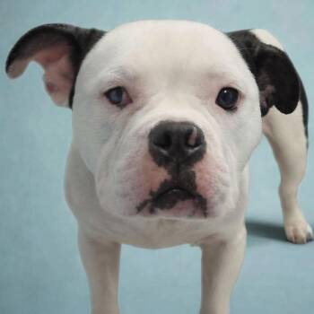 English Bulldog Dogs Available for Adoption in Concord, North Carolina - McNugget | PetCurious