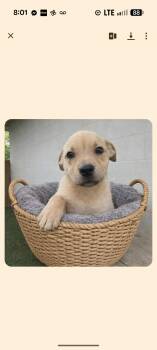 Labrador Retriever Dogs Available for Adoption - JELLYBEAN  | PetCurious