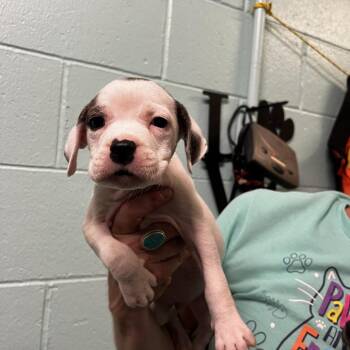 Rosemary -  Pit Bull Terrier Dog for Adoption in Harrisville, West Virginia - Rosemary | PetCurious