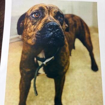 Terrier and Mixed Breed Dogs Available for Adoption in Loxahatchee Groves, Florida - TEMPLES 5330 | PetCurious