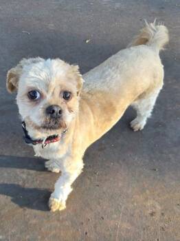 Mary Poppins -  Shih Tzu and Mixed Breed Dog for Adoption in Erin, Ontario - Mary Poppins | PetCurious