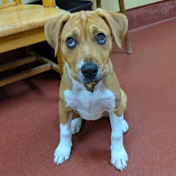 Labrador Retriever and Hound Dogs Available for Adoption in Rockville, Maryland - Sassy | PetCurious