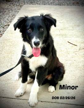 Minor -  Border Collie Dog for Adoption in Seymour, Indiana - Minor | PetCurious