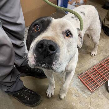 Bandit -  American Staffordshire Terrier Dog for Adoption in Eureka Springs, Arkansas - Bandit | PetCurious
