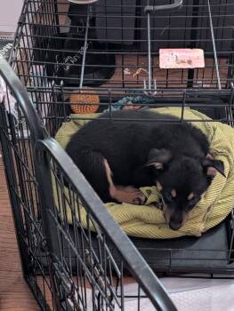 German Shepherd Dog Dogs Available for Adoption - Leta | PetCurious