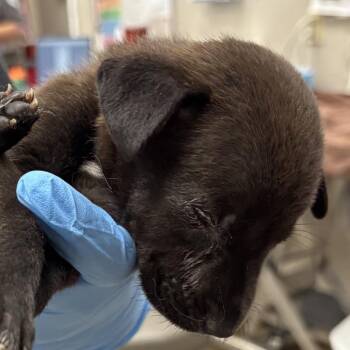 Carl -  Mixed Breed Dog for Adoption in Yuma, Arizona - Carl | PetCurious