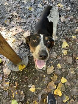 Yoga available 9/15 -  Hound Dog for Adoption in Elmsford, New York - Yoga Available 9/15 | PetCurious