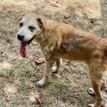 Rocket -  Chow Chow and Rottweiler Dog for Adoption in Lake Jackson, Texas - Rocket | PetCurious