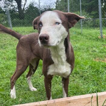 Fantasy (Courtesy Post) -  Pit Bull Terrier Dog for Adoption in Oswego, New York - Fantasy (Courtesy Post) | PetCurious