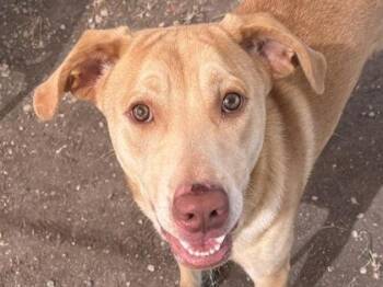 Rescue Mixed Breed Dogs for Adoption in Georgetown, Texas - Lucius | PetCurious