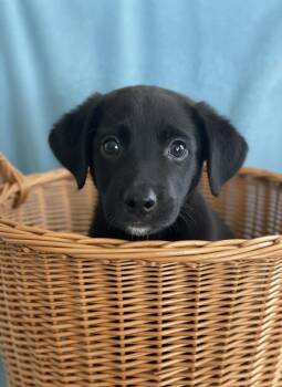 Flick -  Labrador Retriever Dog for Adoption in Hillsdale, New York - Flick | PetCurious