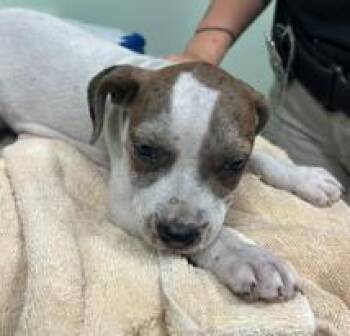 Liko -  Mixed Breed Dog for Adoption in Savannah, Georgia - Liko | PetCurious
