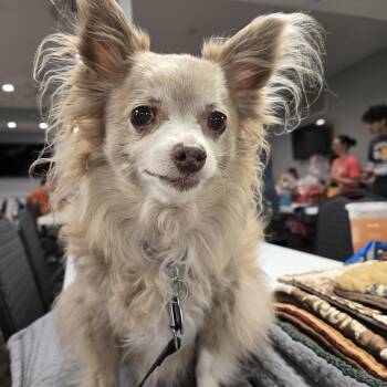 Maverick -  Chihuahua Dog for Adoption in Berryton, Kansas - Maverick | PetCurious